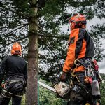 Does hiring a professional tree trimming a good idea?