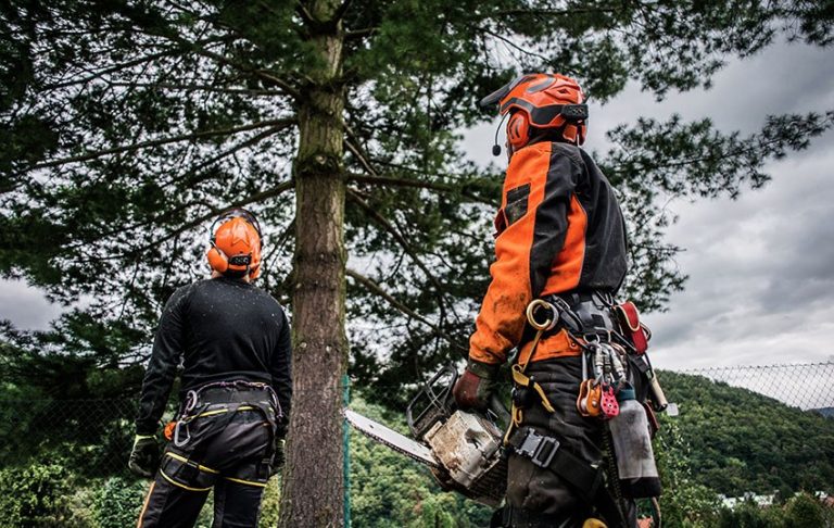 Does hiring a professional tree trimming a good idea?