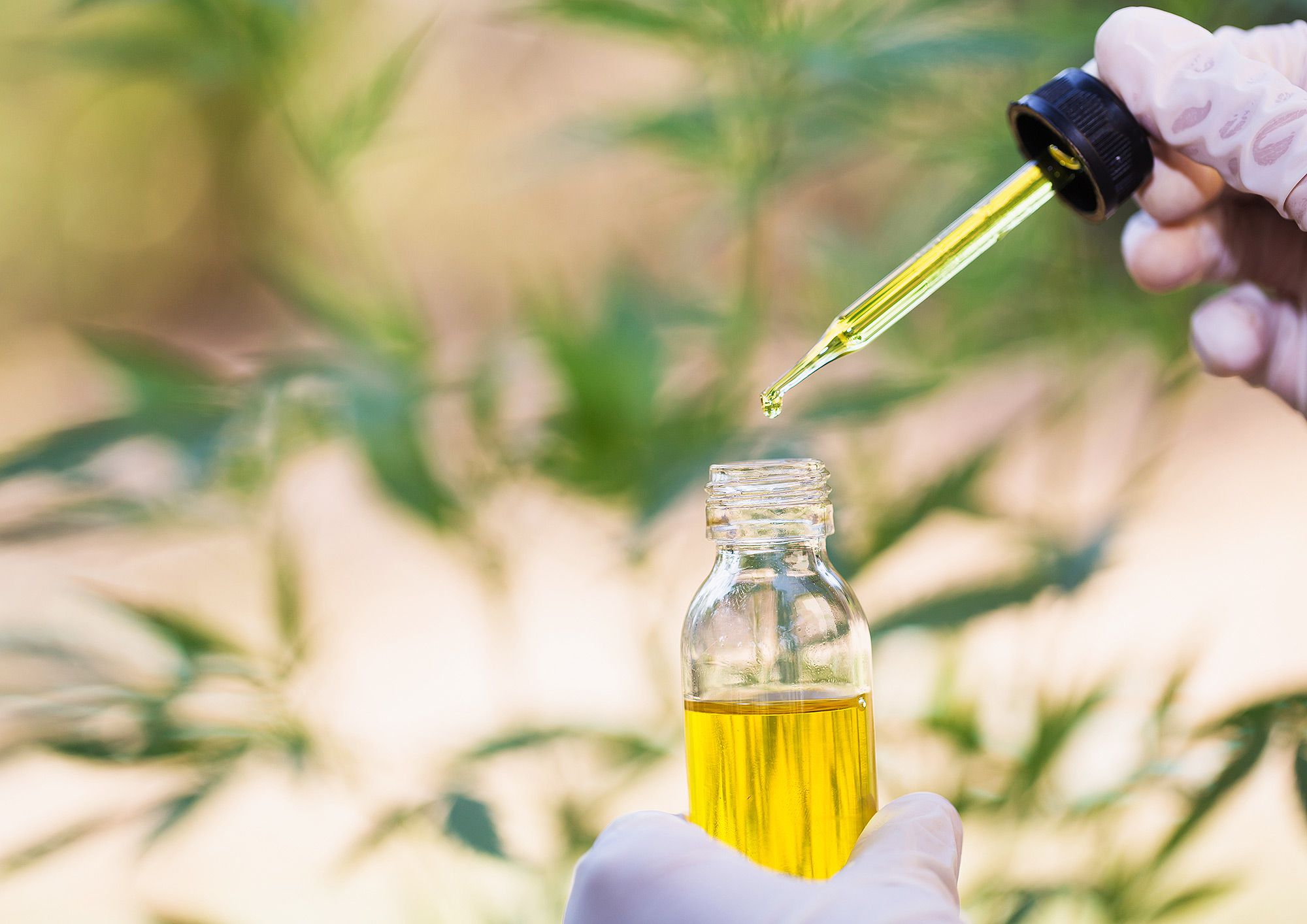 Legal Landscape of CBD Oil in Canada: Changes Made and Future Expectations