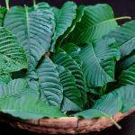 Kratom Capsules for Pain Relief: A Natural Alternative