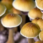 Understanding the Benefits of Magic Mushrooms for Anxiety and Depression