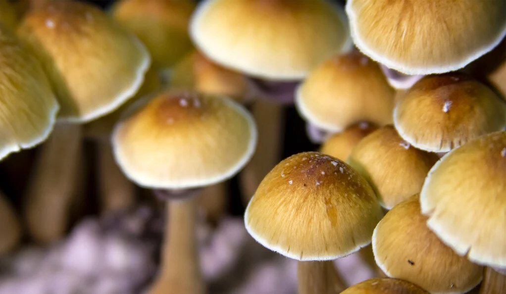 Understanding the Benefits of Magic Mushrooms for Anxiety and Depression